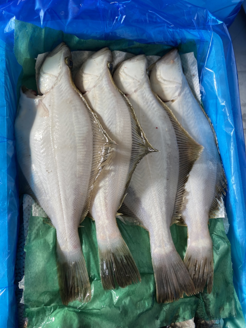 水揚げ 活〆宗八カレイ 神経〆ニシン 農家漁師から産地直送の通販 ポケットマルシェ