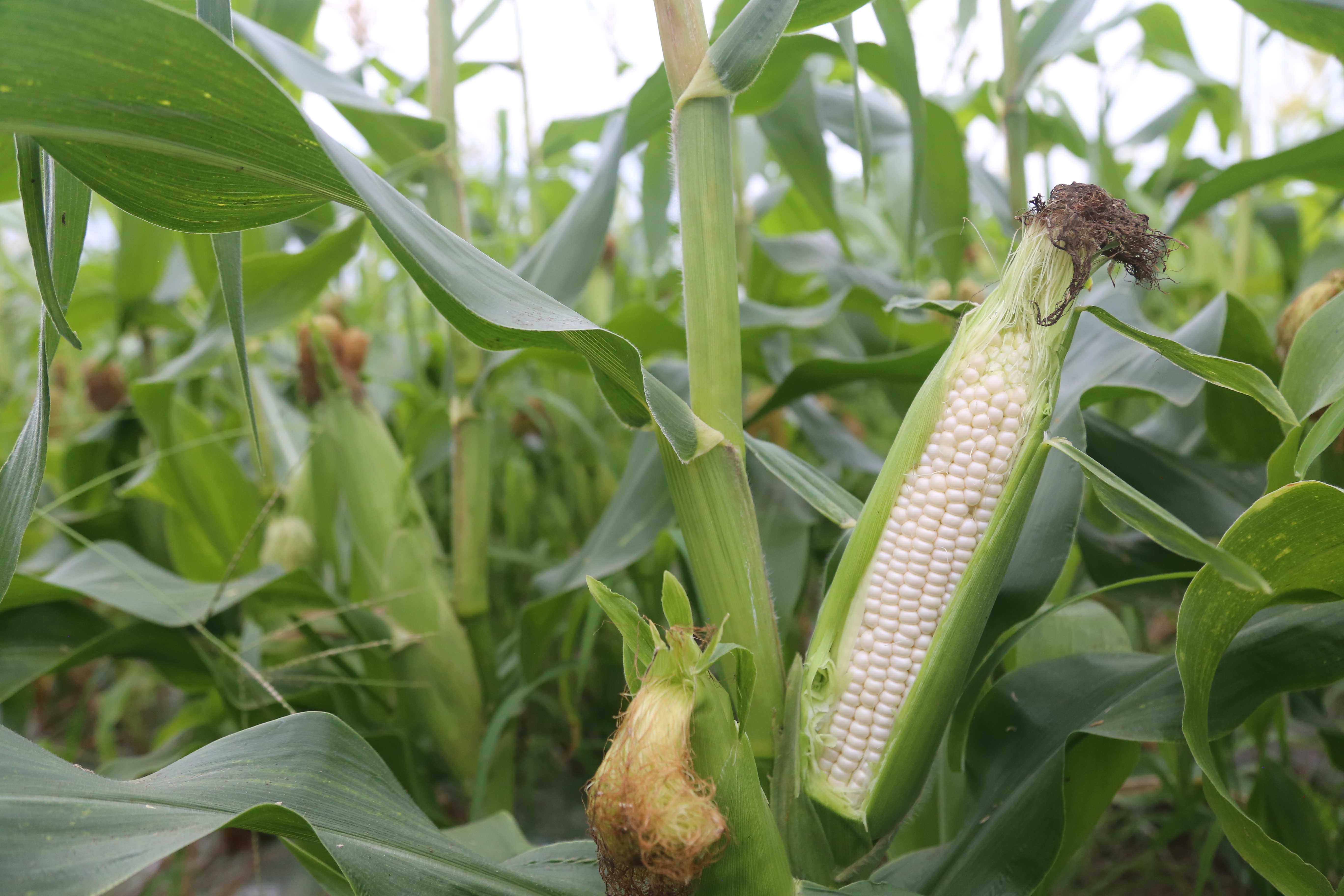 7月中旬発送開始】ご家庭用訳ありホワイトコーン【生で味わうとうもろこし】|野菜の商品詳細|ポケットマルシェ|産直(産地直送)通販 旬の果物・野菜・魚介をお取り寄せ ホワイトトウモロコシ B品