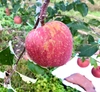 りんご(サンふじ)  長野県産　ご家庭用 訳あり品　数量限定
