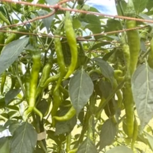 青とうがらし　バラエティパック