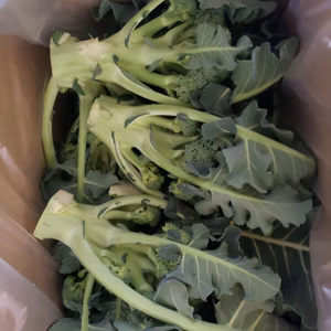 葉付きブロッコリー２キロ入り