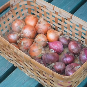 【訳アリ】玉ねぎ約3㎏ Sサイズ