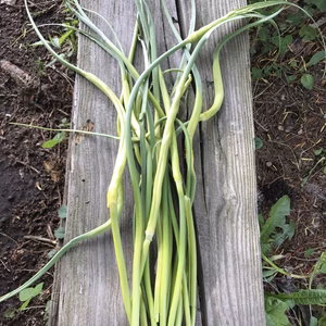 期間限定！おまけつき 青森県八戸市南郷より 自然農法で育ったにんにくの芽 1kg