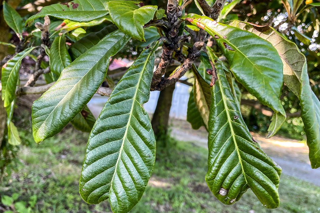 あしらい□檜葉 飾り葉(桧葉):15cm前後□ヒノキの葉 檜葉 青掻敷き 飾り葉 敷き葉 和食 焼き魚 秋 飾り葉 あしらい 飾り葉 敷き葉 和食  和菓子 秋 青 日本の料理 あしらい あしらひ 新緑 料理用 盛り付け 和食 粋な お洒落な食卓 自然檜の葉 檜 桧の葉 桧 ヒノキ ひのき