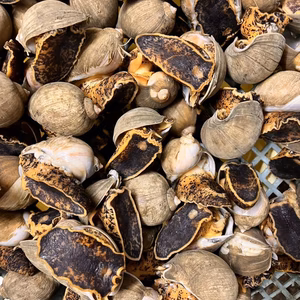 解凍後すぐ食べれます！　陸奥湾産　モスソ貝ボイル　冷凍500g〜2kg程度　