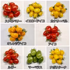 サザキ農園10種の彩りミックスミニトマト！