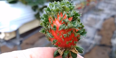 な、なんだこのいちごは！