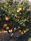 【安心の農薬未使用】ネーブルオレンジ お試し4キロ