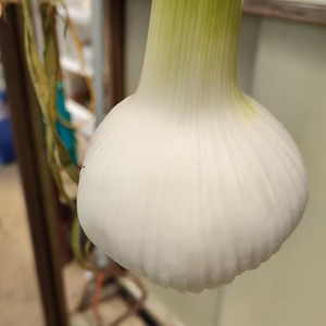 季節限定品生にんにく 福地ホワイト6片Lサイズ とうもろこしを肥料し作るにんにく