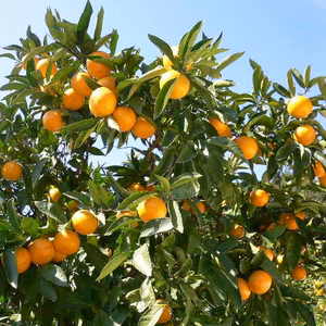 和歌山産　小玉(3S)完熟和歌山由良温州みかん！