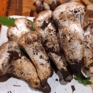 旬◆天然◆白松茸