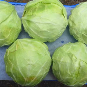 割れ入りですが、甘いです＊キャベツ5個～農薬/化学肥料・不使用