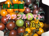 【川上農園】カラフルミニトマト 1.3kg 茨城県産