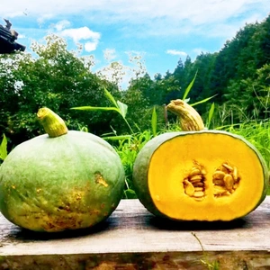 10kg【数量限定】自然栽培！固定種の農薬不使用の東京南瓜！野菜　無肥料かぼちゃ