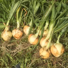 ビオ畑1番人気!/5kg淡路島新玉ねぎ/農薬化学肥料不使用/固定種