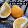 八朔　はっさく　木成り八朔　和歌山県有田産　家庭用　訳あり　サイズＳ以下