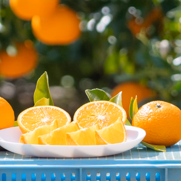 【小さめお買い得❗️】うずらスイートスプリング