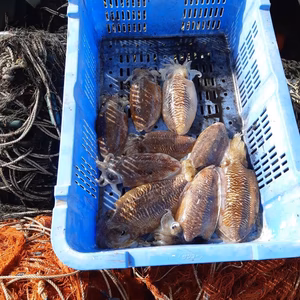 甲イカ（スミイカ）お刺身用！到着後は切るだけ