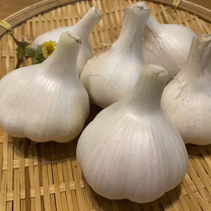 有機JAS 採れたて　生にんにく　嘉定にんにく　和歌山県産