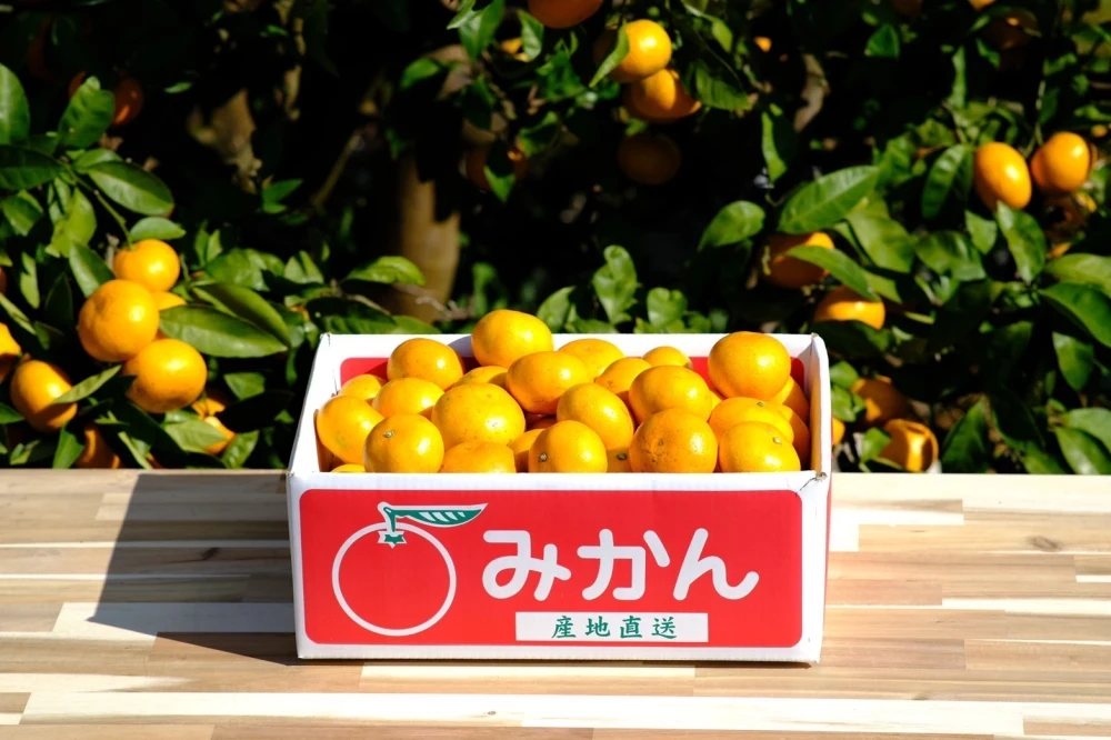 【今が旬】　天晴みかん　ご贈答用　