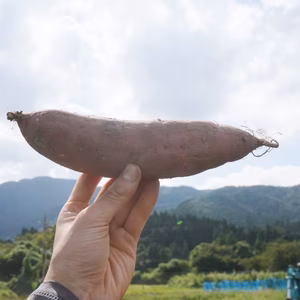【１人１回だけの特別品】【べにはるか】スイーツを超える、天然の甘み。
