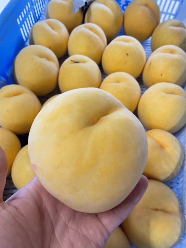 【新品種‼️】黄美の月！　すぐ終わります！