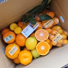 【限定★年末特別詰合せ】みかん色々♪5種類が楽しめる柑橘BOX（送料別）