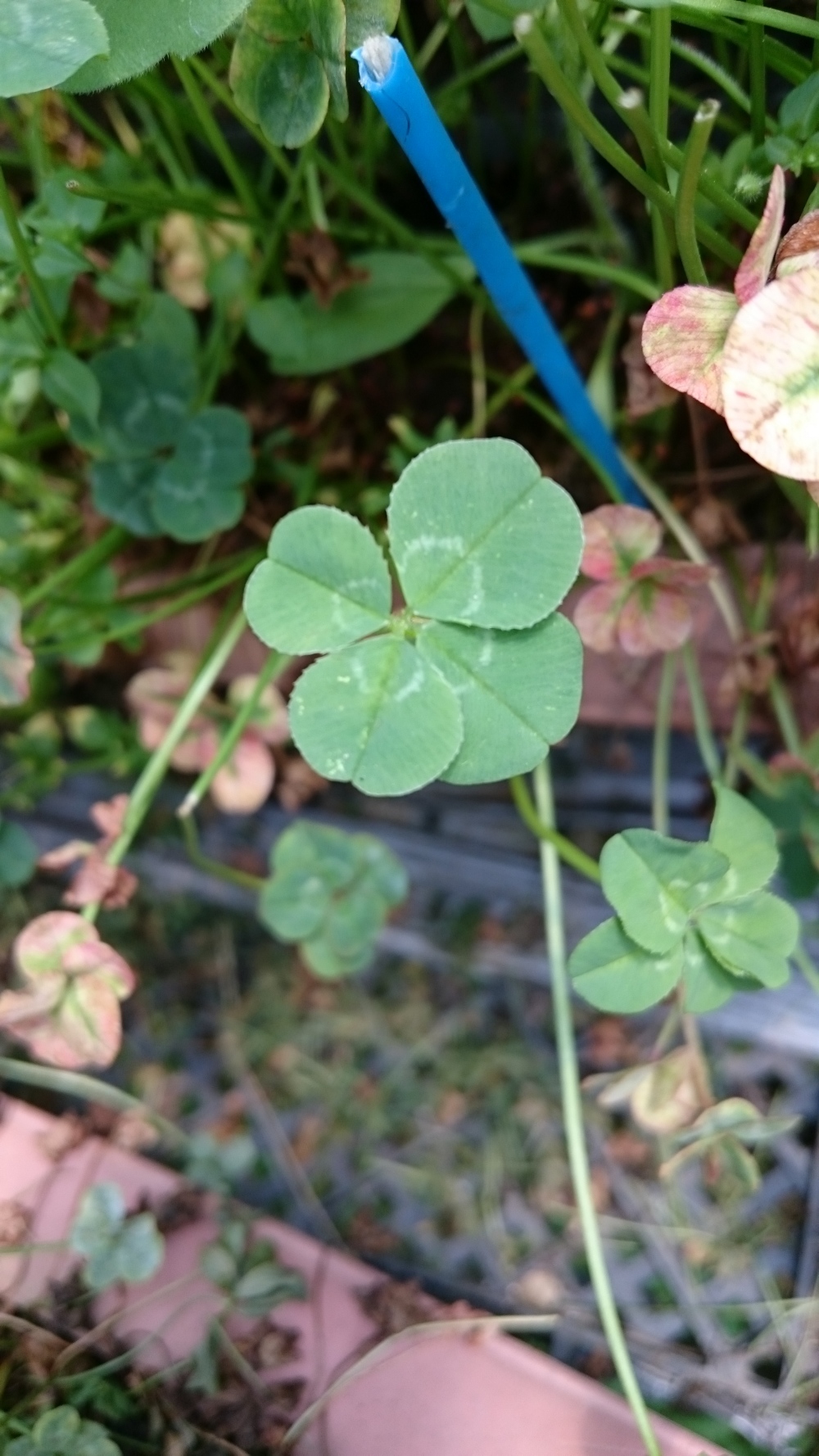 食べれる四つ葉のクローバー 農家漁師から産地直送の通販 ポケットマルシェ
