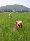 【ポスト投函800g】信州産 もち米【もちひかり】白米 農薬削減栽培 令和5年産