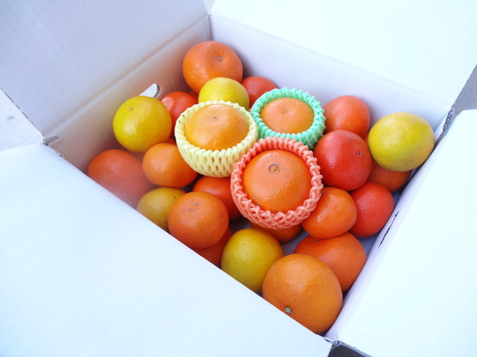 2026福袋】史上最大食べ比べ！7品種柑橘入り！旬のおみかん玉手箱