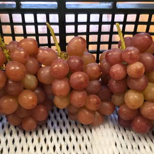 ラスト１セット限定【訳あり 本日発送】長野県産☆クイーンルージュ☆