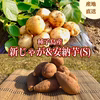 【期間限定】種子島産 新じゃが＆熟成安納芋(Sサイズ)｜旬の味わいセット