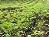 【定期】【自然栽培】モリンガファームさんご園芸の農産物セット