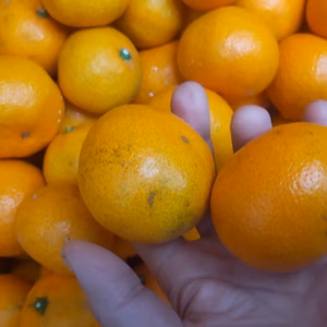 広島産 いしじミカン3級品 5kg 