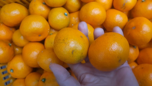 広島産 いしじミカン3級品 5kg 