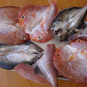 <限定> ぶりと鯛２種【一本釣り無添加干物】海水漬け天日干し