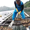 【お中元受付中!!】五島列島濃厚大ぶり『岩牡蠣』生食用Ｌ12個と軍手ナイフセット