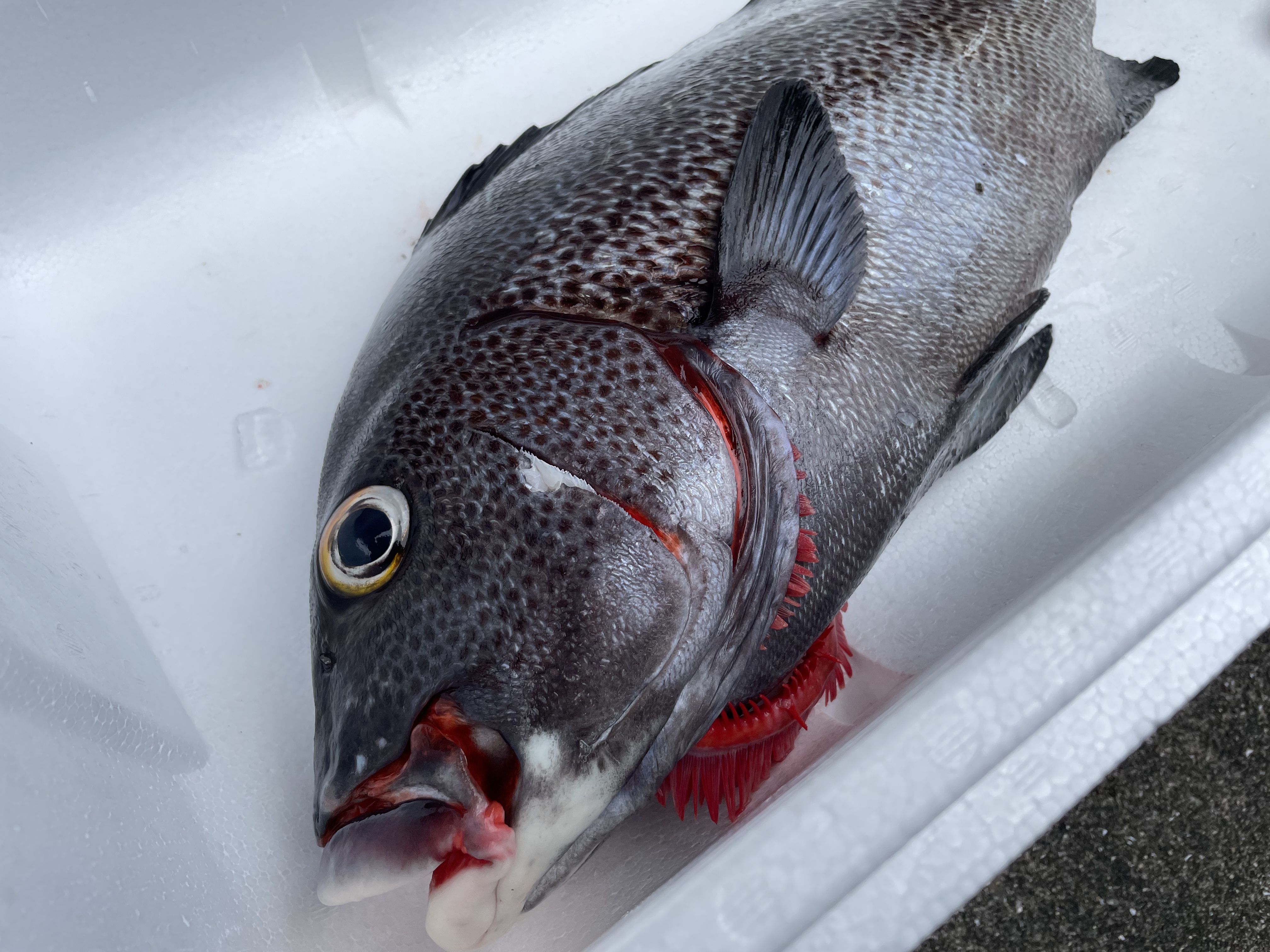 伊勢海老のおまけ付き アジアコショウダイ3 0kg 鱗 下処理済み 農家漁師から産地直送の通販 ポケットマルシェ