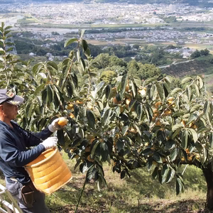 ※送料無料※≪柳フルーツ園≫訳あり・極小　中谷早生柿