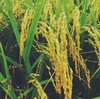 《はえぬき》【2019年10月収穫】【精米　玄米】山形飯豊町椿　減農薬米