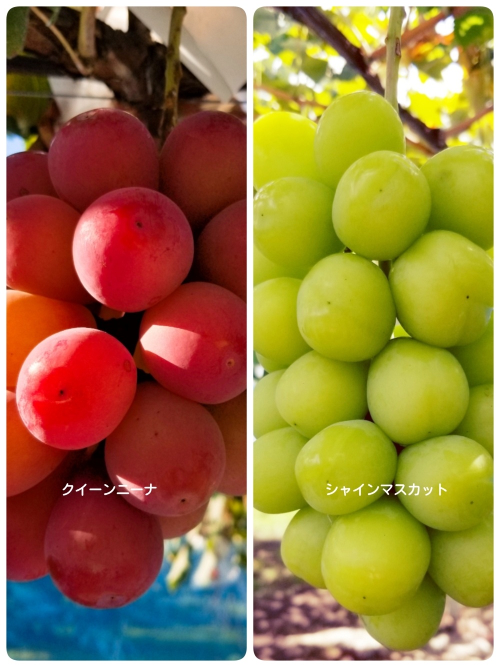 種なしセット!【クイーンニーナ・シャインマスカット】1.1kg(2房) | 農家漁師から産地直送の通販 ポケットマルシェ 種なしセット!【クイーンニーナ・シャインマスカット】1.1kg(2房) | 農家漁師から産地直送の通販 ポケットマルシェ