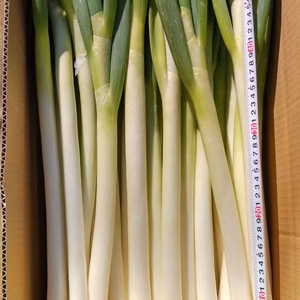 浜名湖の潮風で育てた減農薬・減化学肥料の甘トロの白ネギ１５ｋｇ【１０ｋｇ・５ｋｇ