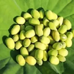 【夏季限定】貴重な「生の蓮の実」（200g～）【数量限定】