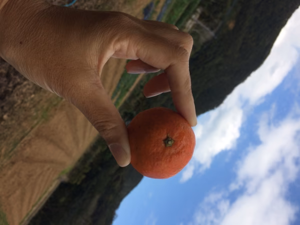 奄美ミカン【ポチッとたたんかん】