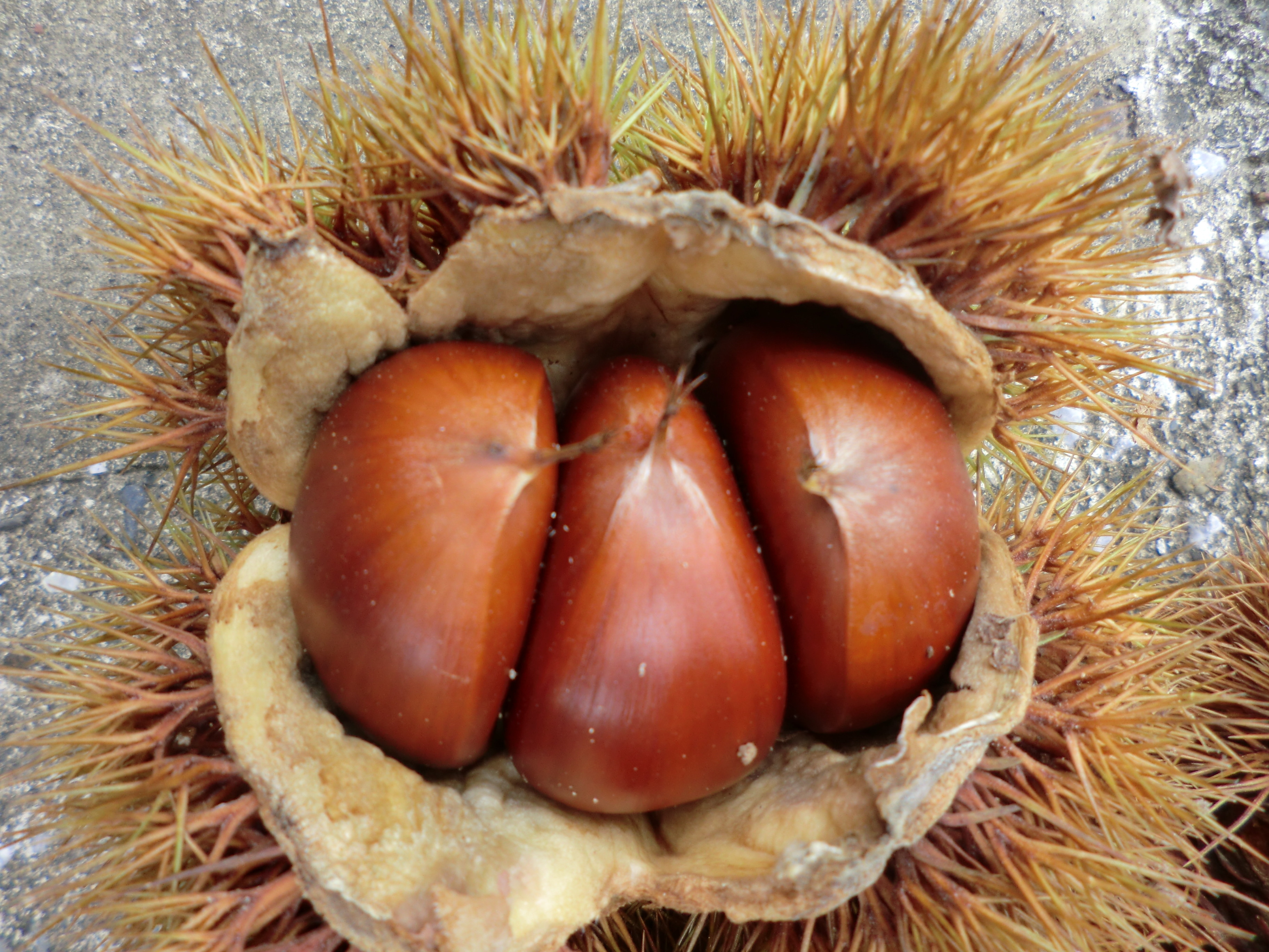 栗（くり）の通販・お取り寄せ商品｜果物｜ポケットマルシェ｜産地直送