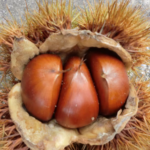 【厳選 大粒】自然栽培 筑波栗　農薬不使用　栗　