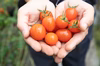 常時糖度８以上ミニトマト「アマメイド」