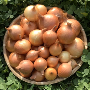 無肥料自然栽培玉ねぎ