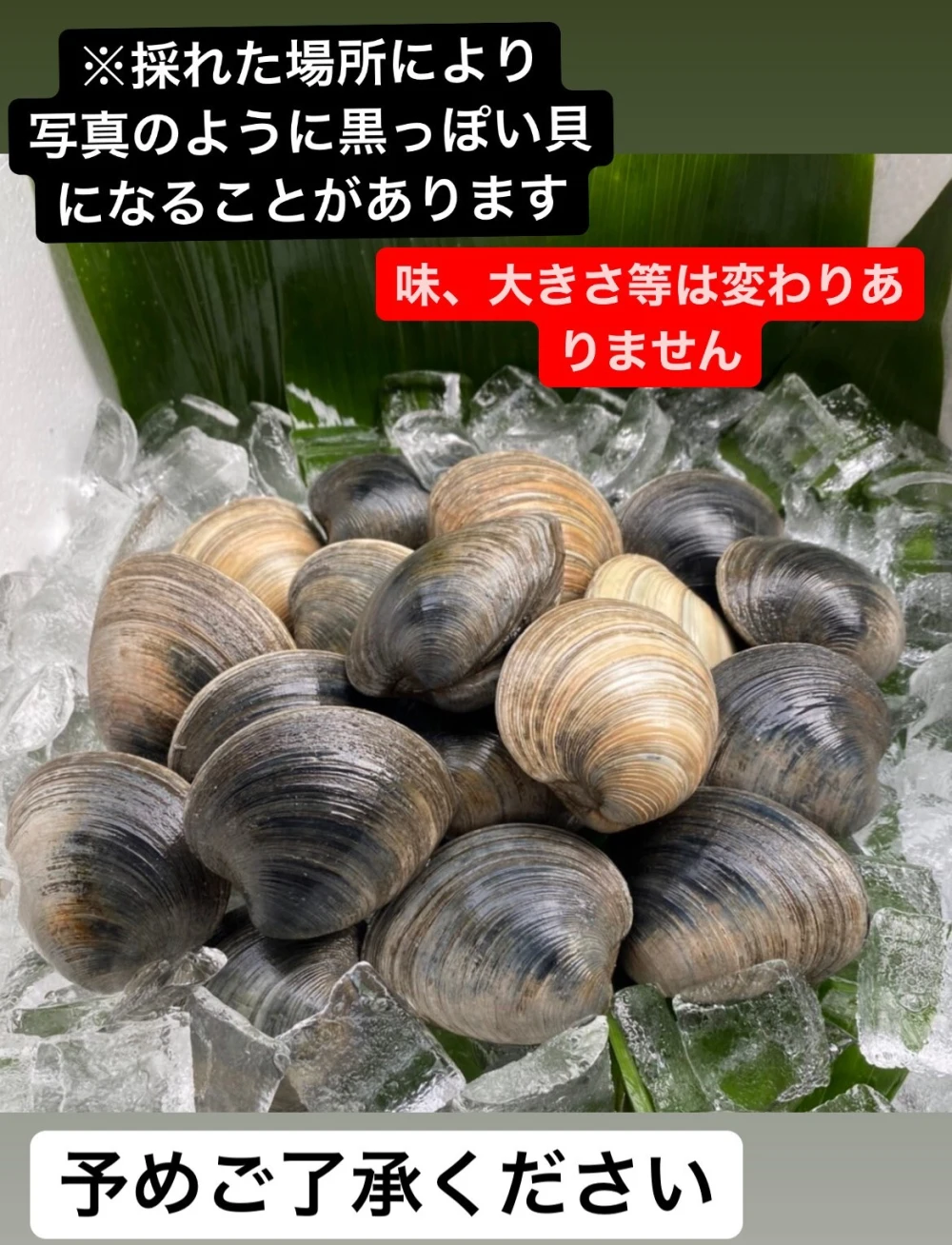 ホンビノス貝【5kg】