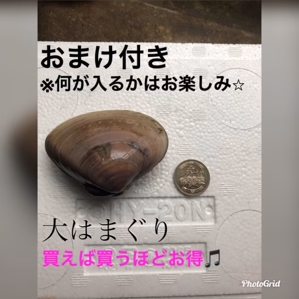 九十九里産　天然活特大はまぐり　500g（4〜5個）〜